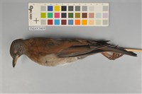 藏品(白腹鶇)的圖片